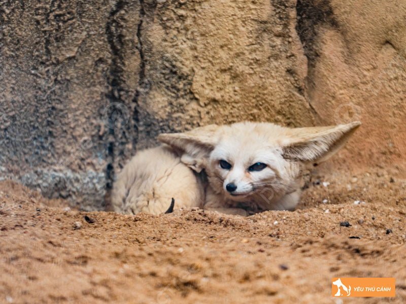 mot-so-dieu-thu-vi-ve-loai-cao-fennec-thucanh