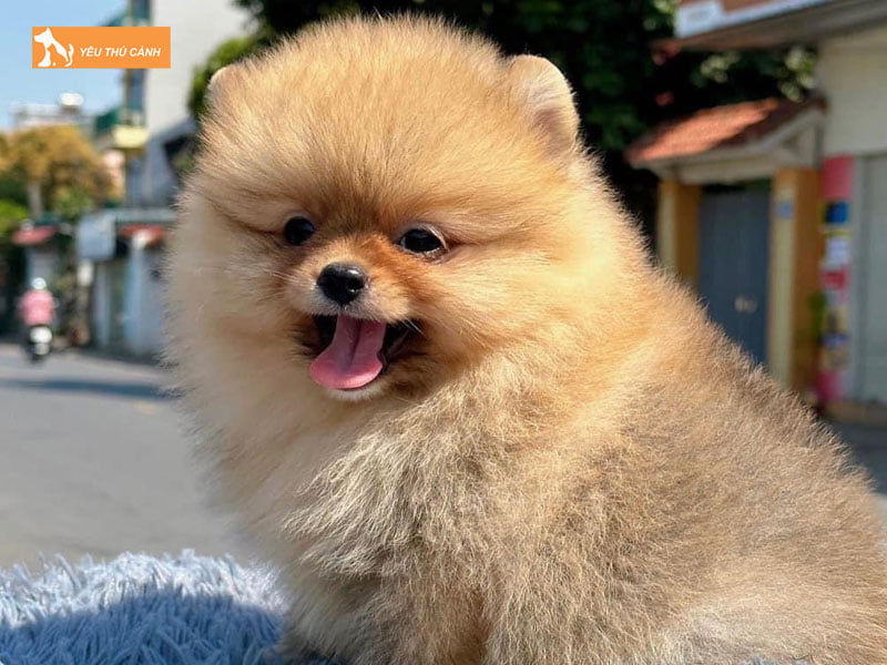 mot-so-goi-y-ve-cach-dat-ten-cho-cho-phoc-soc-cuc-hay-1-thucanh