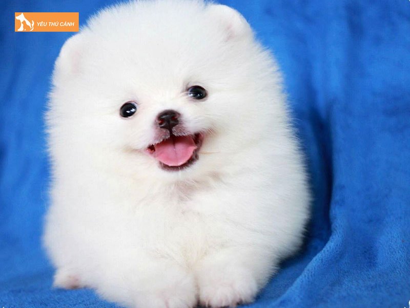 mot-so-goi-y-ve-cach-dat-ten-cho-cho-phoc-soc-cuc-hay-thucanh