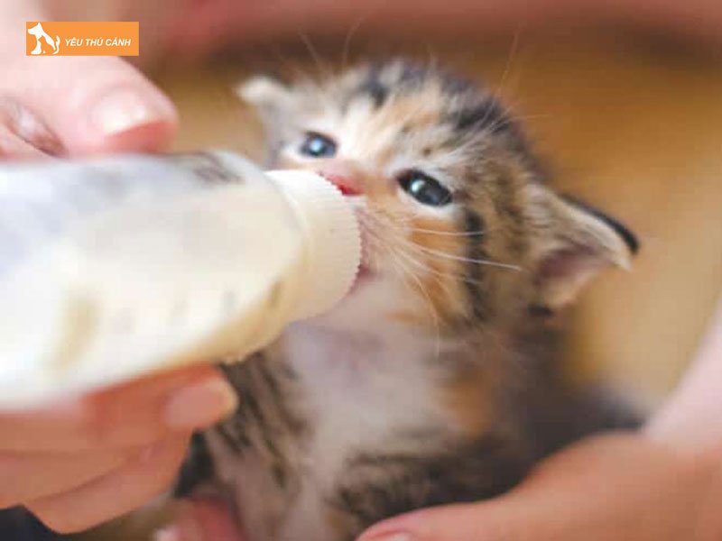 mot-so-loai-sua-chuyen-dung-cho-meo-thucanh