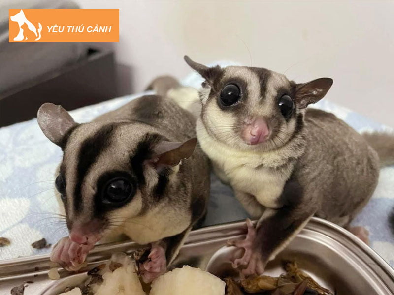 mot-so-luu-y-khi-nuoi-soc-bay-uc-1-thucanh