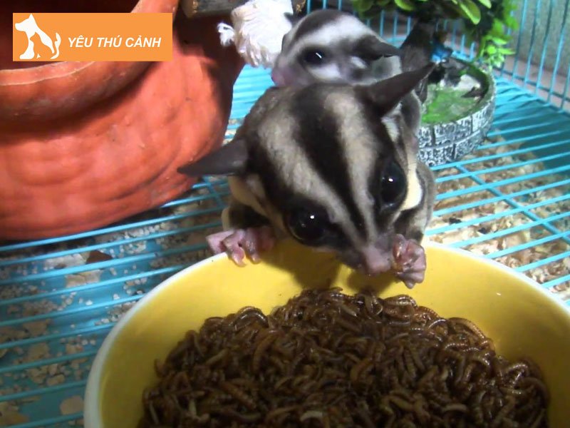 mot-so-luu-y-khi-nuoi-soc-bay-uc-2-thucanh