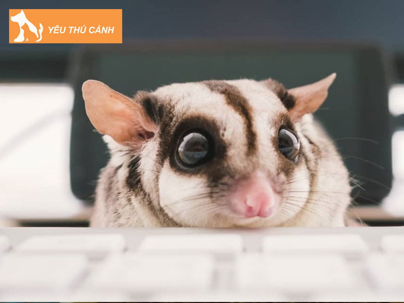 mot-so-luu-y-khi-nuoi-soc-bay-uc-3-thucanh