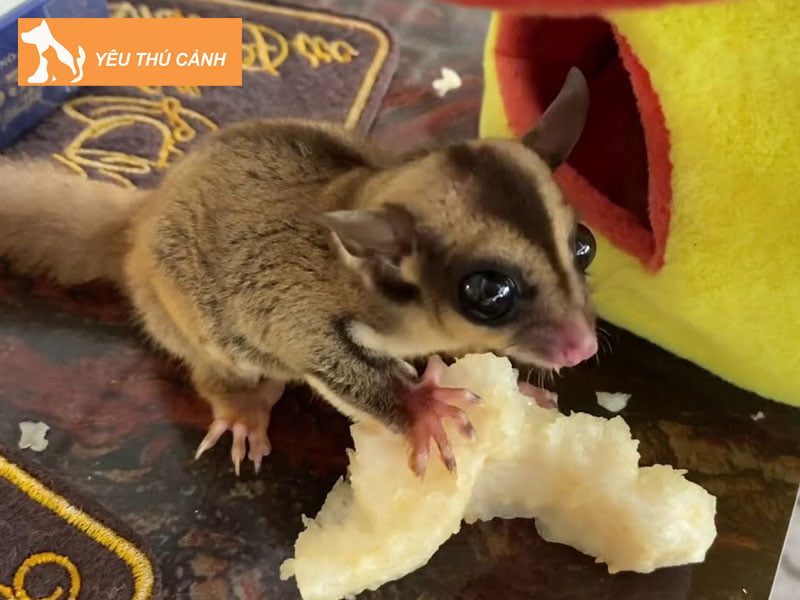 mot-so-luu-y-khi-nuoi-soc-bay-uc-thucanh