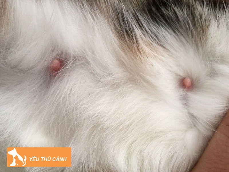 mot-so-luu-y-trong-phong-tranh-va-chua-tri-cac-benh-ve-num-vu-cua-meo-thucanh