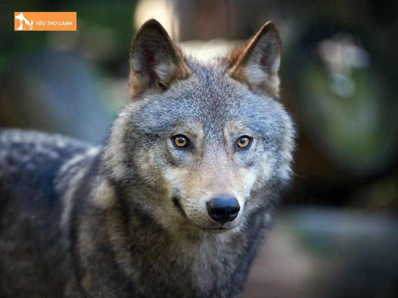 mot-so-luu-y-ve-cach-cham-soc-cho-lai-soi-thucanh