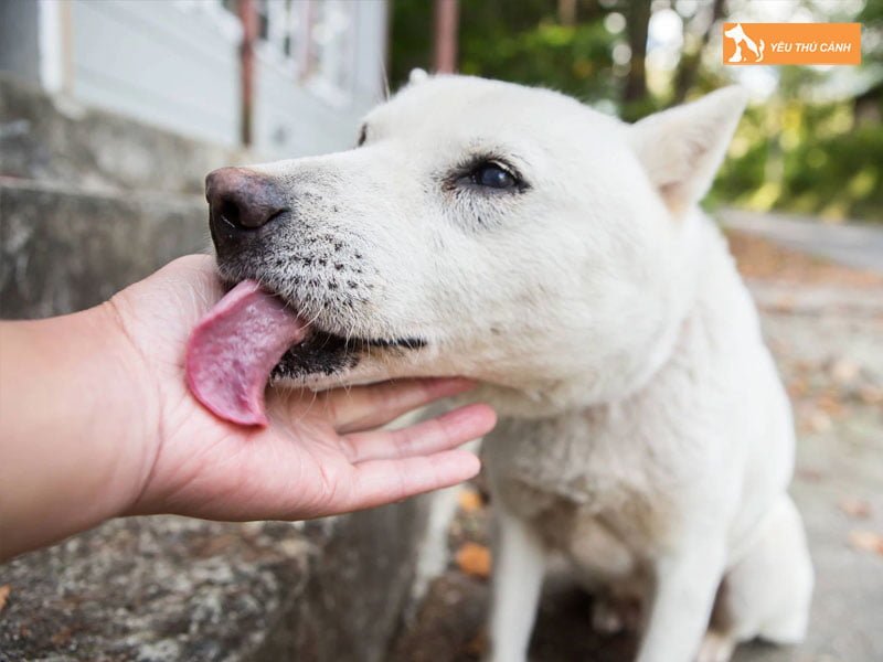 mot-so-quan-niem-ve-kiep-sau-cua-cho-thucanh