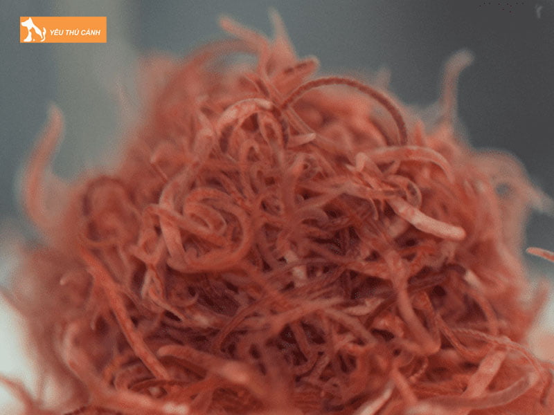 Mot-so-thong-tin-chung-ve-loai-trun-chi-thucanh