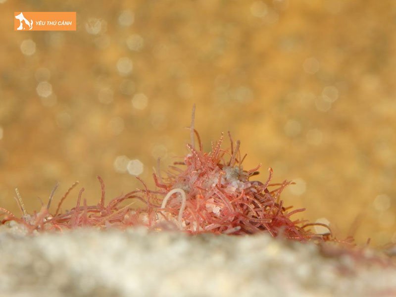 Mot-so-thong-tin-chung-ve-loai-trun-chi1-thucanh