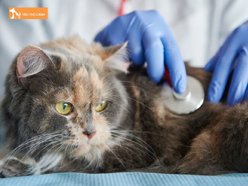 mot-vai-luu-y-khi-cham-soc-meo-gap-tinh-trang-khoi-u-tren-da-thucanh