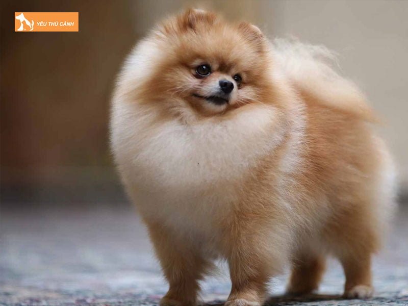 mot-vai-luu-y-khi-chon-thuc-an-cho-cho-phoc-soc-thucanh