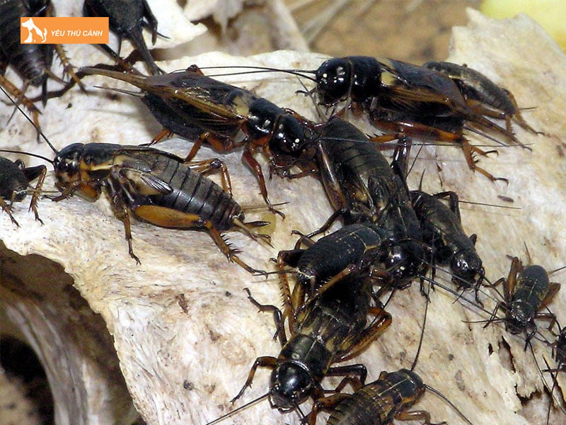 mot-vai-luu-y-khi-nuoi-de-thuong-pham-thucanh