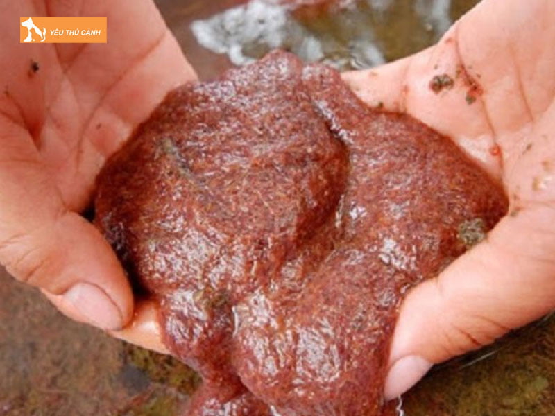 Mot-vai-luu-y-khi-nuoi-trun-chi-thucanh