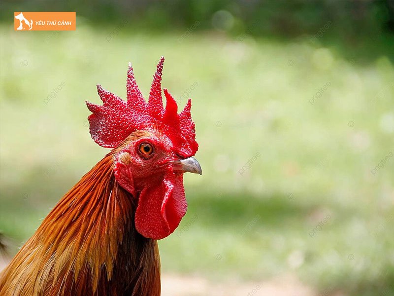 Mot-vai-luu-y-trong-viec-cham-soc-ga-choi-la-gi-thucanh