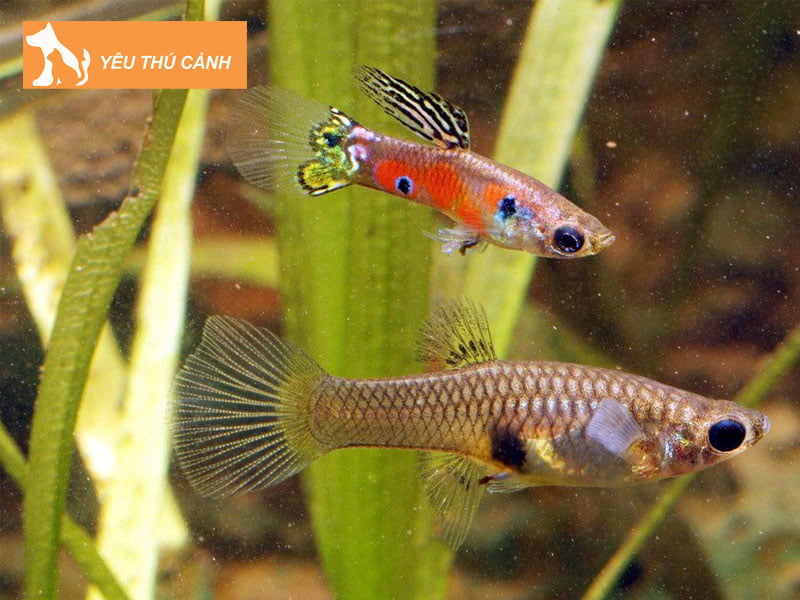 mot-vai-net-ve-ca-bay-mau-thucanh