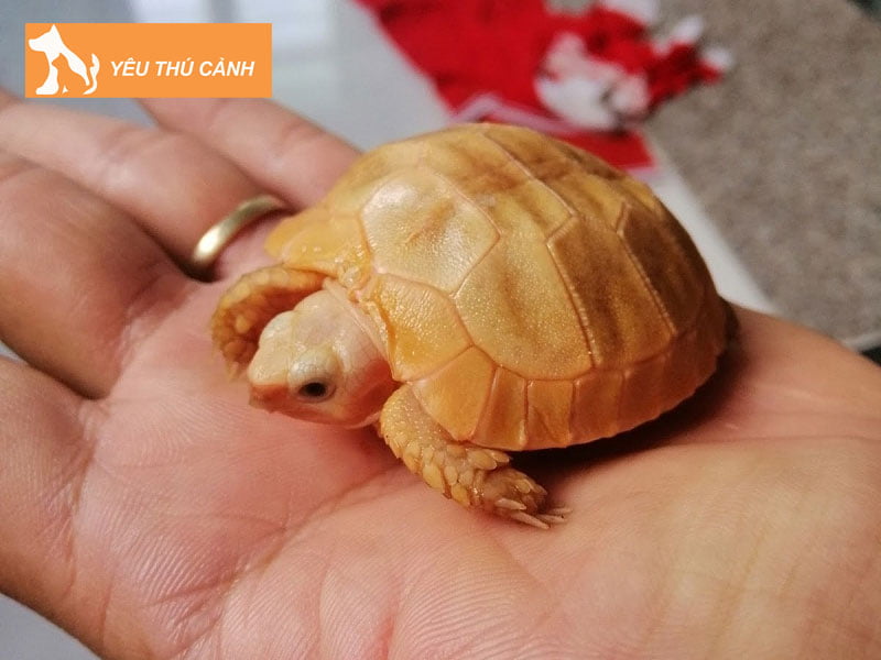 mot-vai-net-ve-rua-nui-vang-1-thucanh