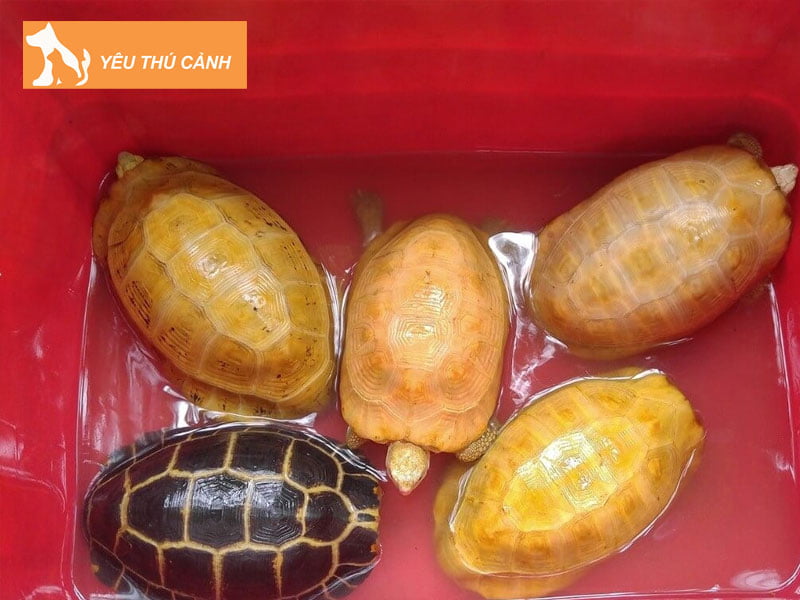 mot-vai-net-ve-rua-nui-vang-thucanh