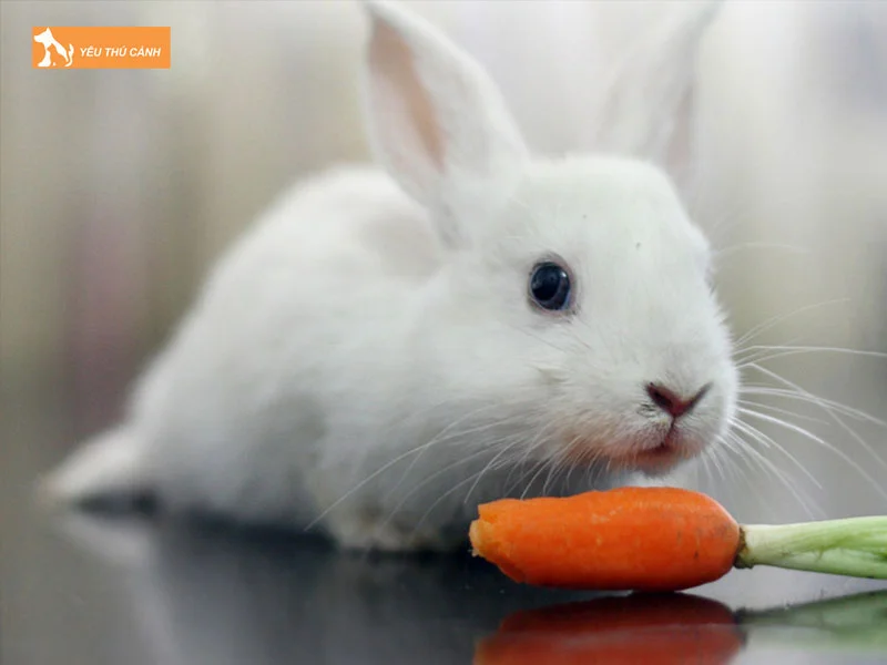 mot-vai-thong-tin-ve-loai-tho-thucanh