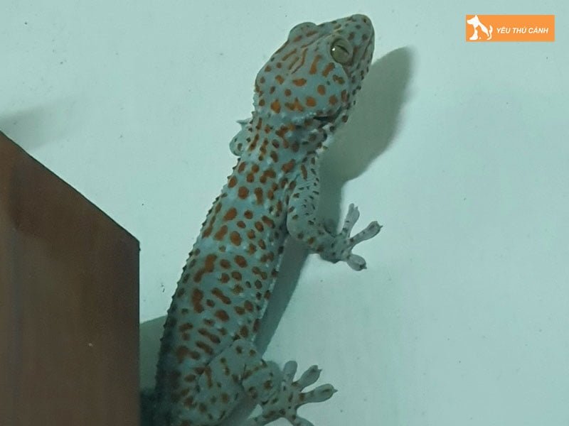 mot-vai-truong-hop-tac-ke-vao-nha-1-thucanh