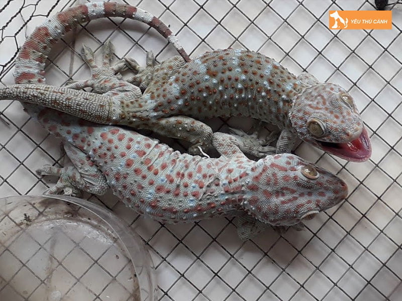 mot-vai-truong-hop-tac-ke-vao-nha-thucanh