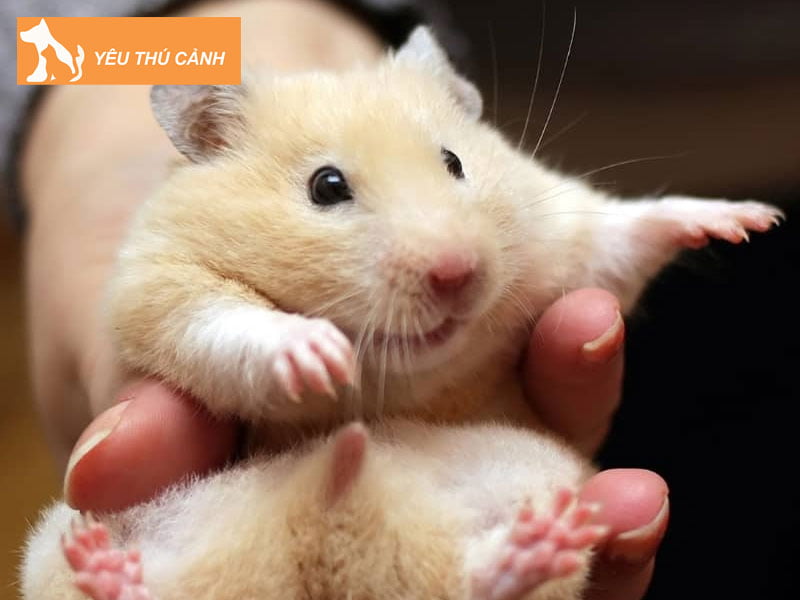nen-lot-mun-cua-cho-hamster-voi-do-day-bao-nhieu-thucanh