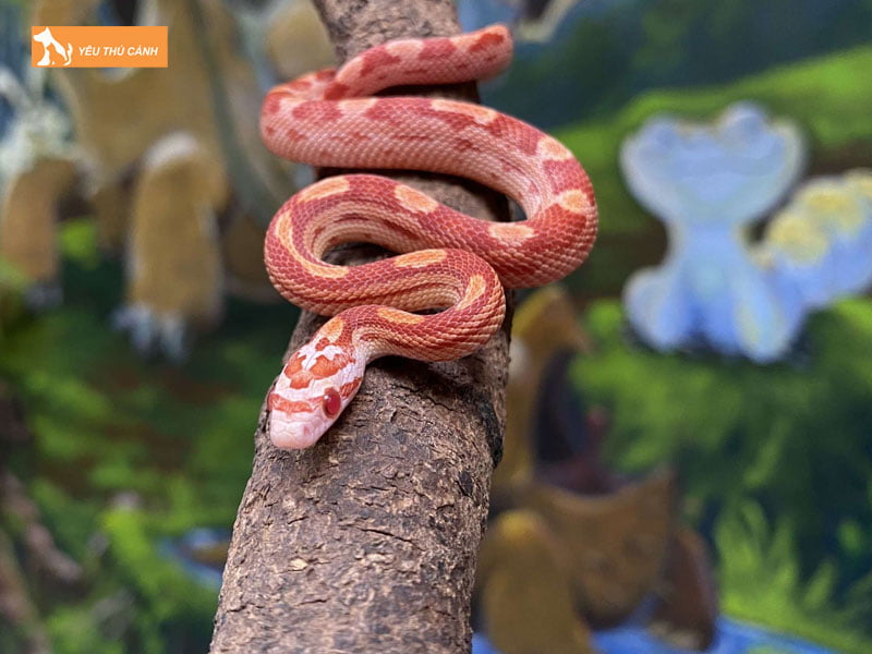 Ngoai-hinh-noi-bat-cua-ran-ngo-thucanh