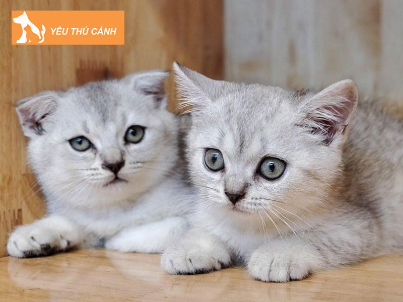 ngoai-hinh-tinh-cach-cua-meo-silver-thucanh