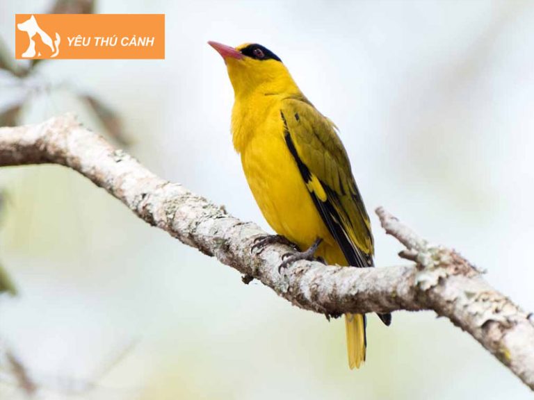 Mua Chim Vàng Anh (Chim Hoàng Anh) hót hay, lông đẹp, giá rẻ toàn quốc