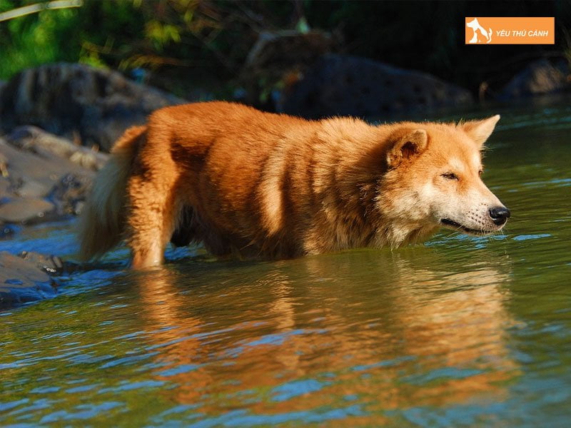 nguon-goc-cua-cho-lai-song-ma-thucanh