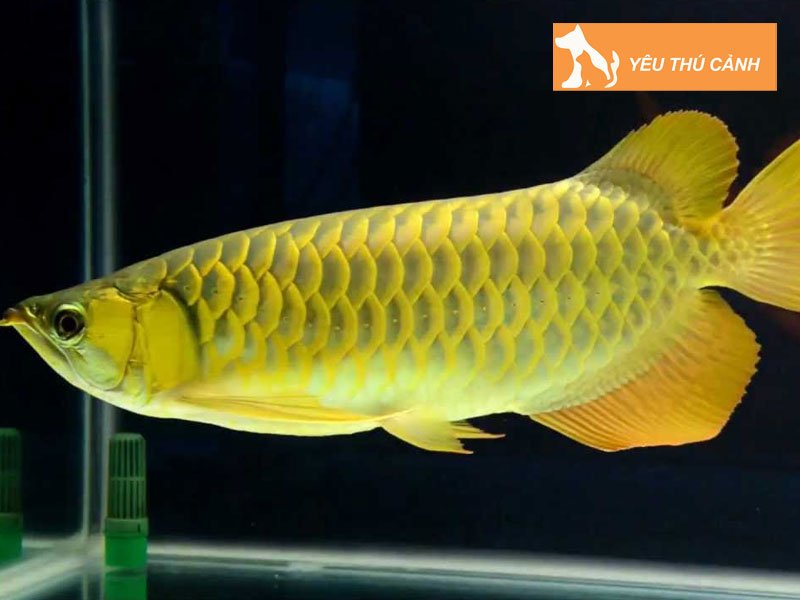 nguon-goc-cua-giong-ca-kim-long-thucanh