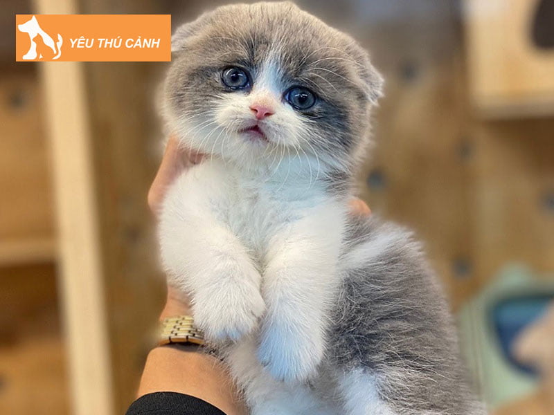 nguon-goc-cua-meo-anh-long-ngan-bicolor-thucanh