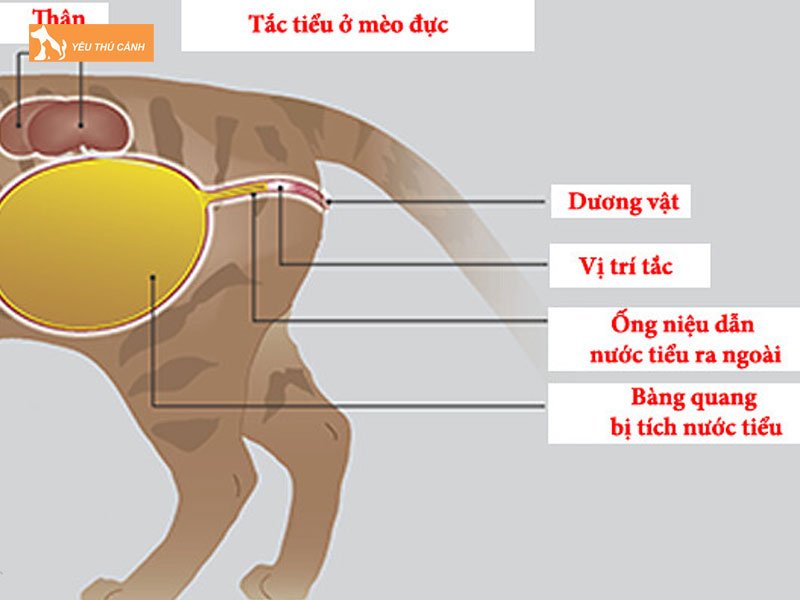 Nguyen-nhan-khien-meo-bi-bi-tieu-la-gi-thucanh