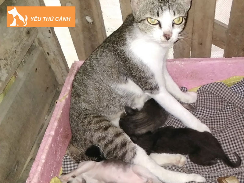 nguyen-nhan-khien-meo-me-bi-cang-sua-thucanh