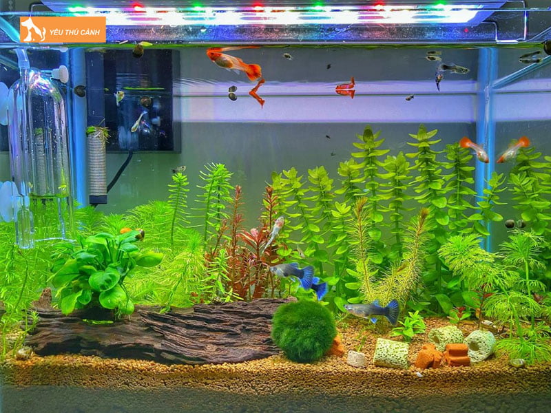 nguyen-nhan-xuat-hien-oc-hai-trong-be-thuy-sinh-thucanh