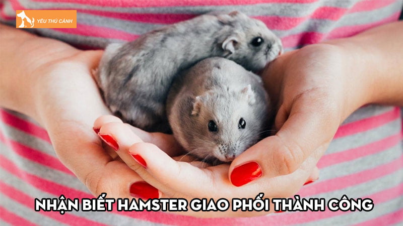 Nhận biết Hamster giao phối thành công và cách chăm sóc Nhận biết Hamster giao phối thành công và cách chăm sóc