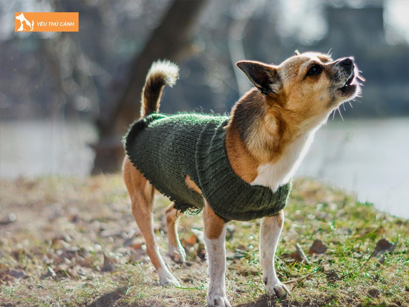 nhung-am-thanh-cua-tieng-cho-sua-pho-bien-thucanh