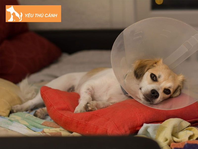 nhung-bien-phap-tranh-thai-cho-cho-1-thucanh