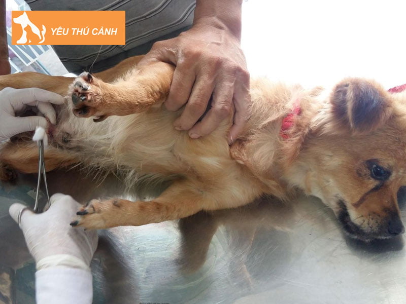 nhung-bien-phap-tranh-thai-cho-cho-thucanh