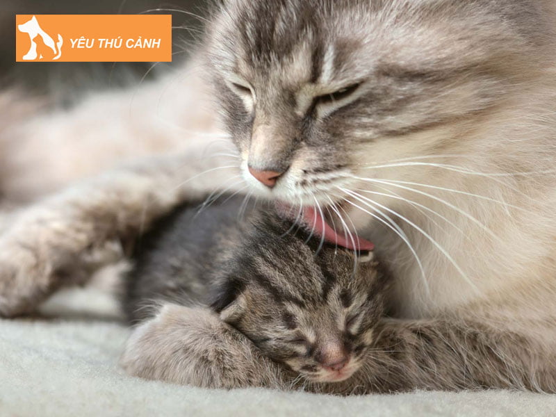 nhung-cach-xu-ly-meo-bi-cang-sua-thucanh