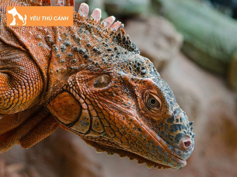 nhung-can-benh-thuong-mac-phai-cua-ky-nhong-thucanh