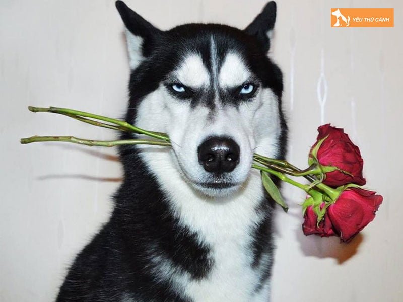 nhung-cau-thanh-ngu-tuc-ngu-ve-loai-cho-pho-bien-hien-nay-1-thucanh