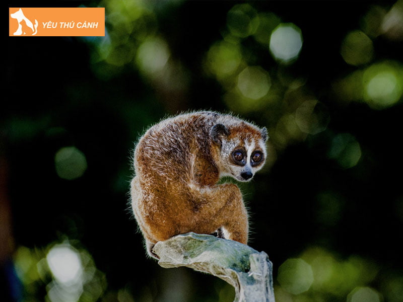 nhung-dieu-thu-vi-ve-cu-lan-thucanh