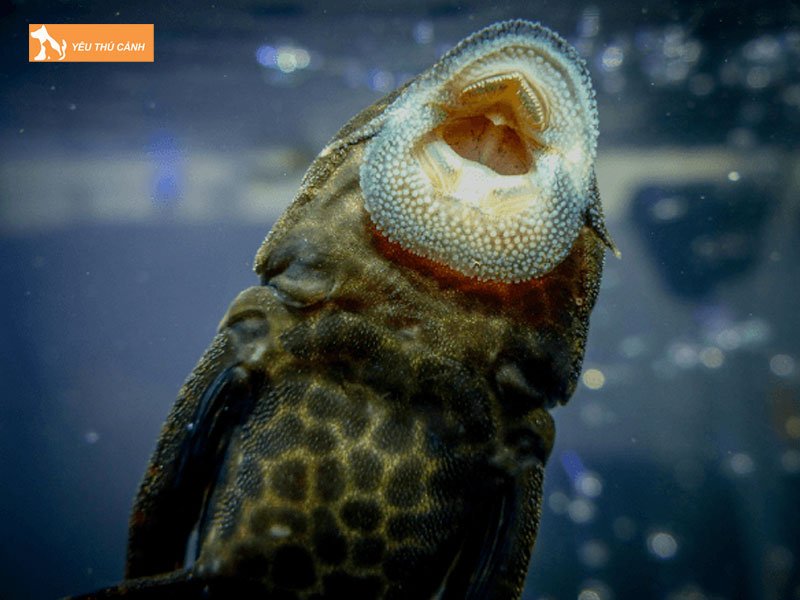 Nhung-loi-ich-khi-nuoi-ca-lau-kieng-thucanh