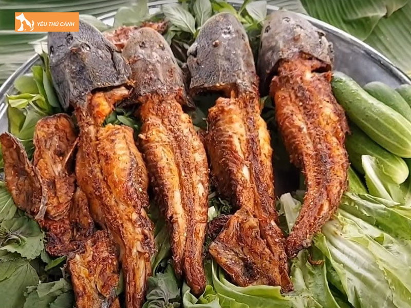 Nhung-loi-ich-khi-nuoi-ca-lau-kieng1-thucanh