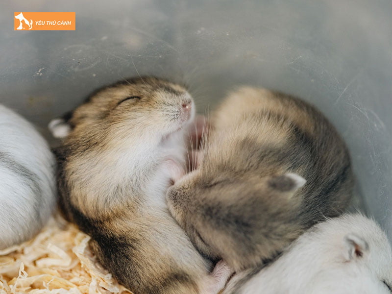 nhung-luu-y-ve-viec-cham-soc-khi-tach-hamster-ra-rieng-thucanh