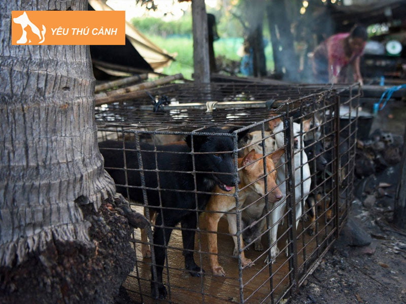 nhung-ly-do-khong-nen-nuoi-cho-lay-thit-2-thucanh