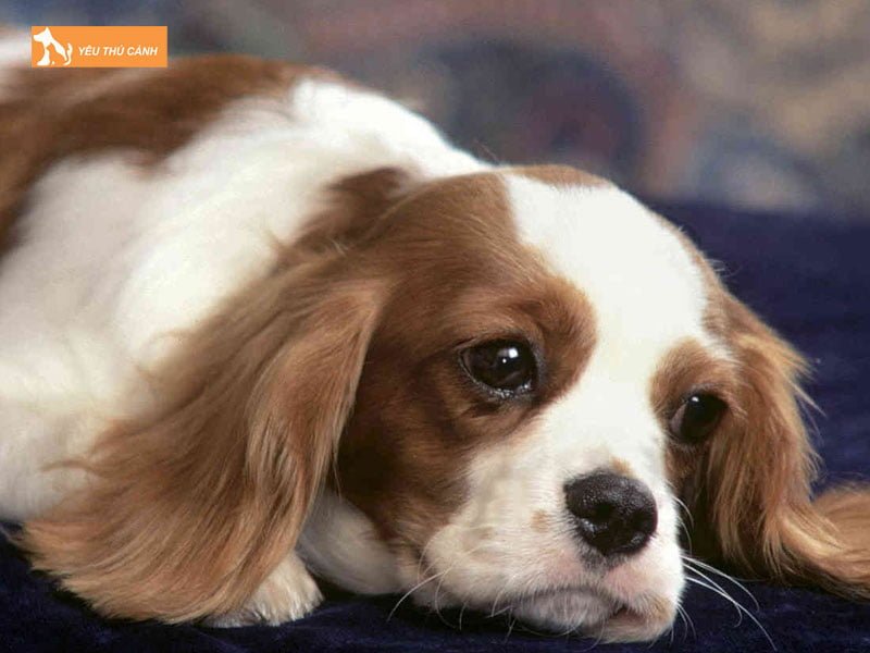 nhung-nguyen-nhan-gay-benh-do-mat-o-cho-1-thucanh