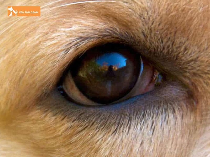 nhung-nguyen-nhan-gay-benh-do-mat-o-cho-thucanh