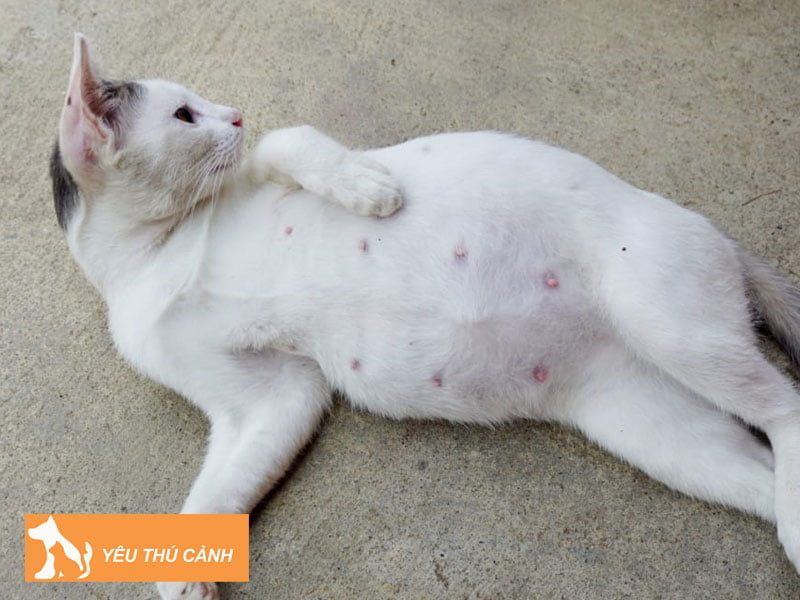 num-vu-cua-meo-la-gi-chuc-nang-cua-no-thucanh