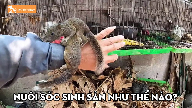 Nuôi sóc sinh sản như thế nào để đạt hiệu suất tốt?